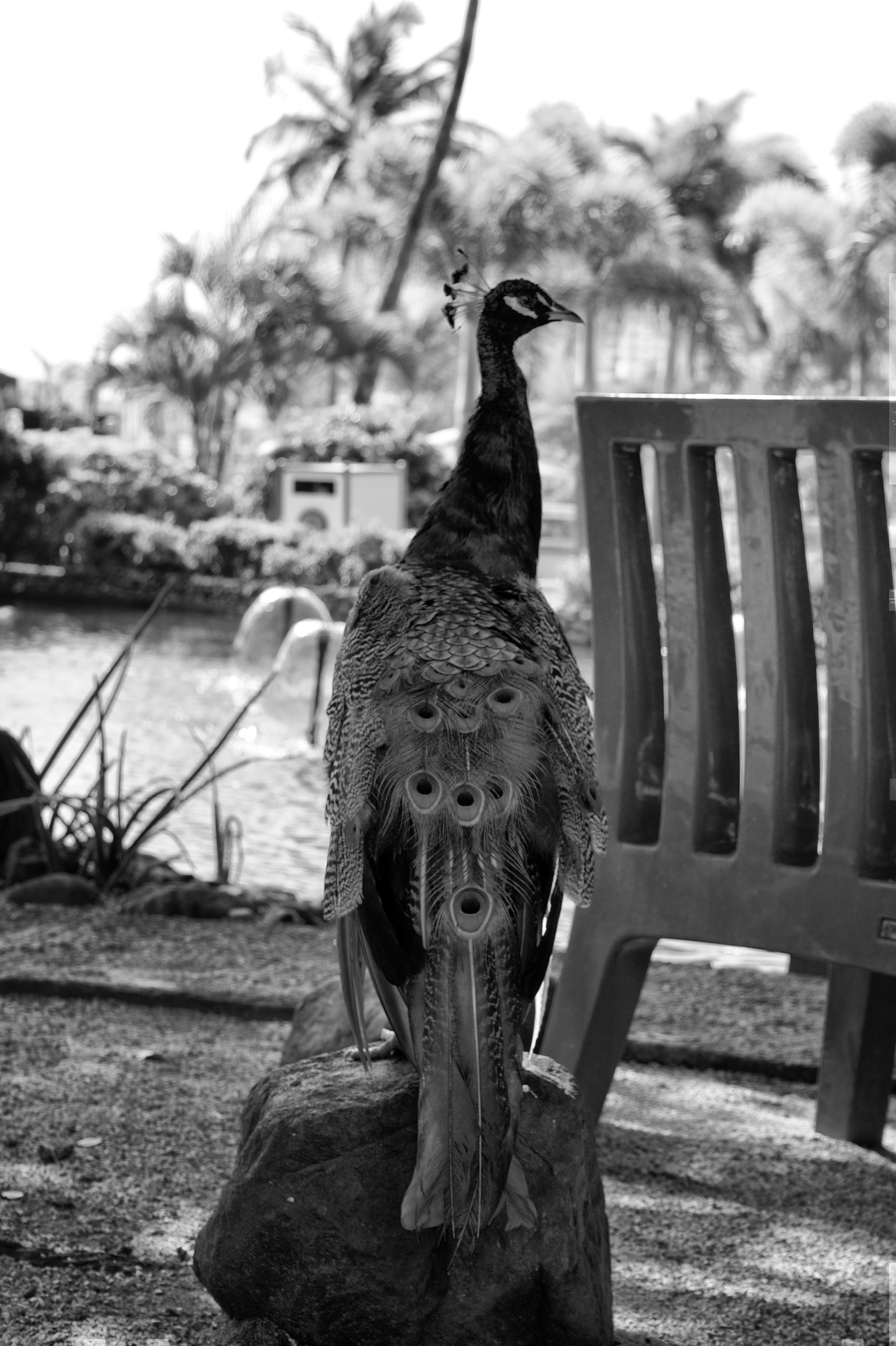 Peacock in black and white 