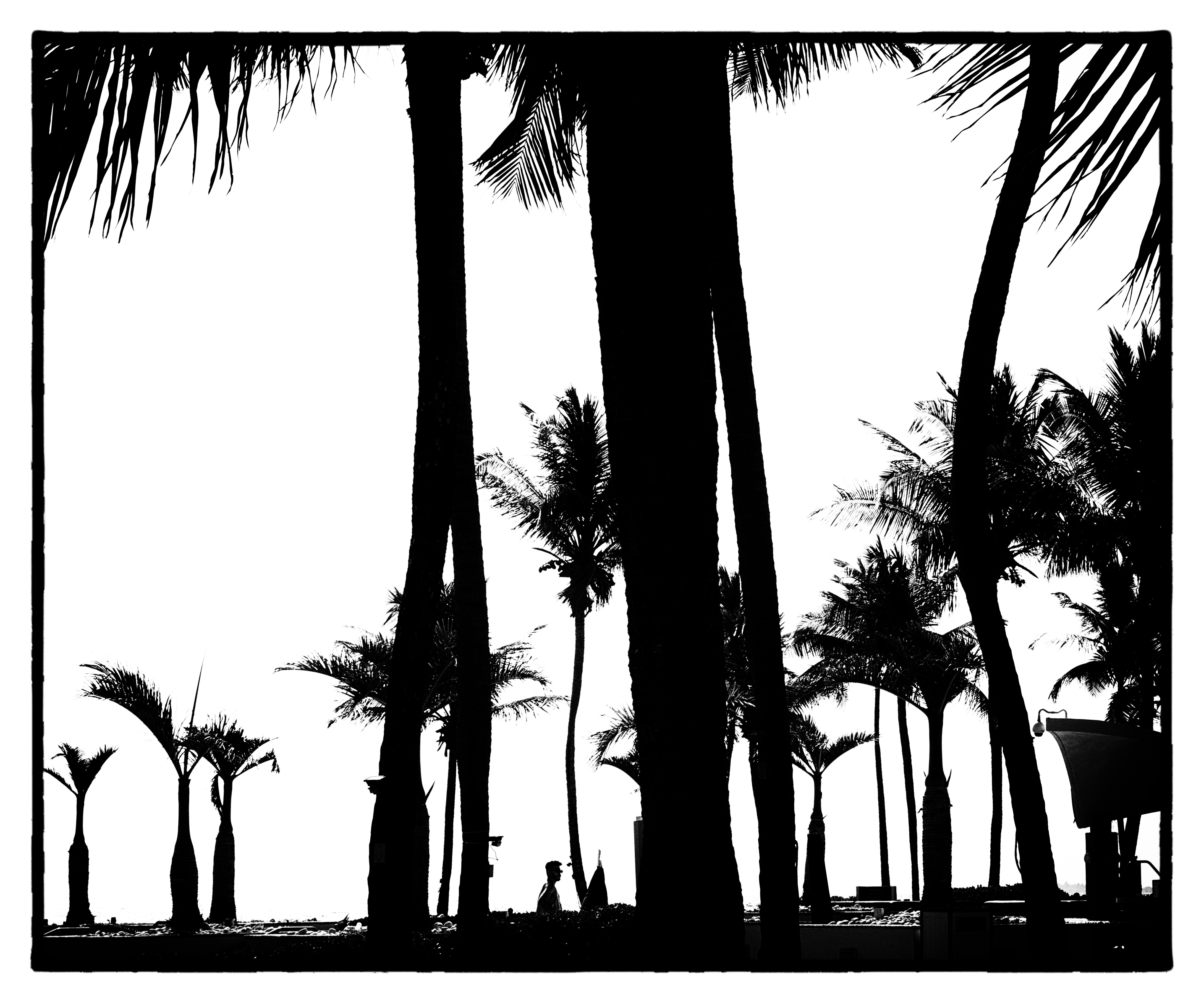 Palm beach in black and white 